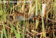 Water Rail
